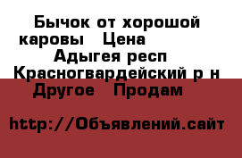 Бычок от хорошой каровы › Цена ­ 10 000 - Адыгея респ., Красногвардейский р-н Другое » Продам   